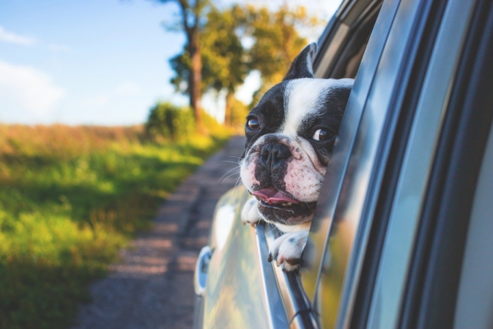 Jak bezpiecznie przewozić zwierzęta w samochodzie?